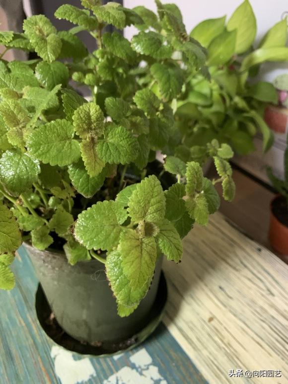 室内养几盆薄荷对人体有好处吗,薄荷在室内怎样养的漂亮