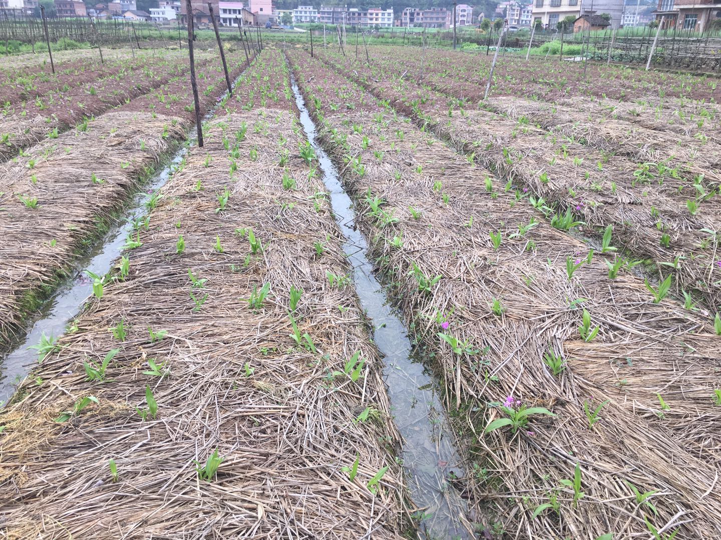 四川白芨种子繁殖方法,白芨种子怎样直播繁殖