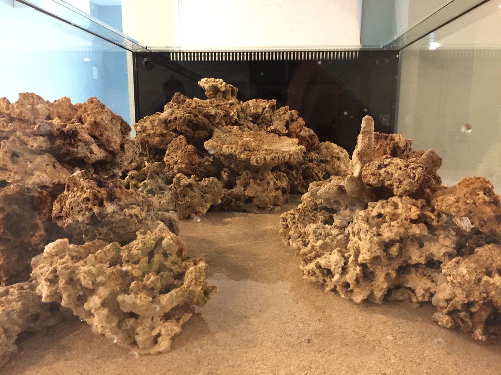 经典海水礁岩生态缸分享，180×120×60厘米三面观赏海缸