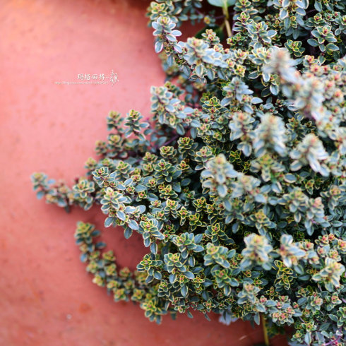 西餐常用的十三种香草介绍大全,西餐中常用的15种香料和香草