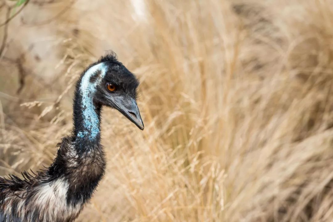 澳大利亚独特的自然风光,澳大利亚黄金海岸的美景