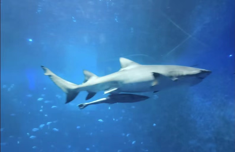 西安三大海洋馆哪个值得去,西安海洋馆哪个好一点