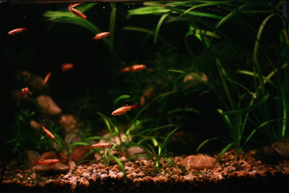 水族箱古法养鱼 (水族箱养鱼实拍分享)