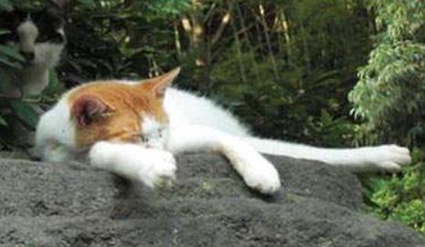 猫咪体外驱虫最好的药是什么,猫咪体外驱虫用什么药好