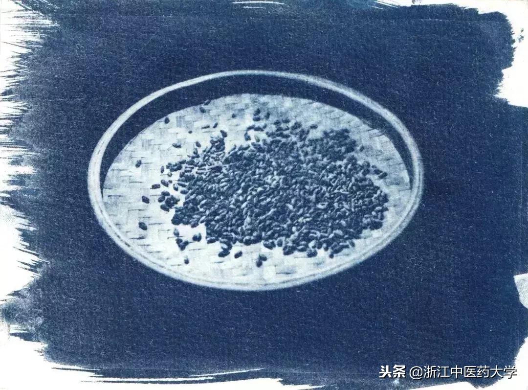 用镜头诉说中医药之美