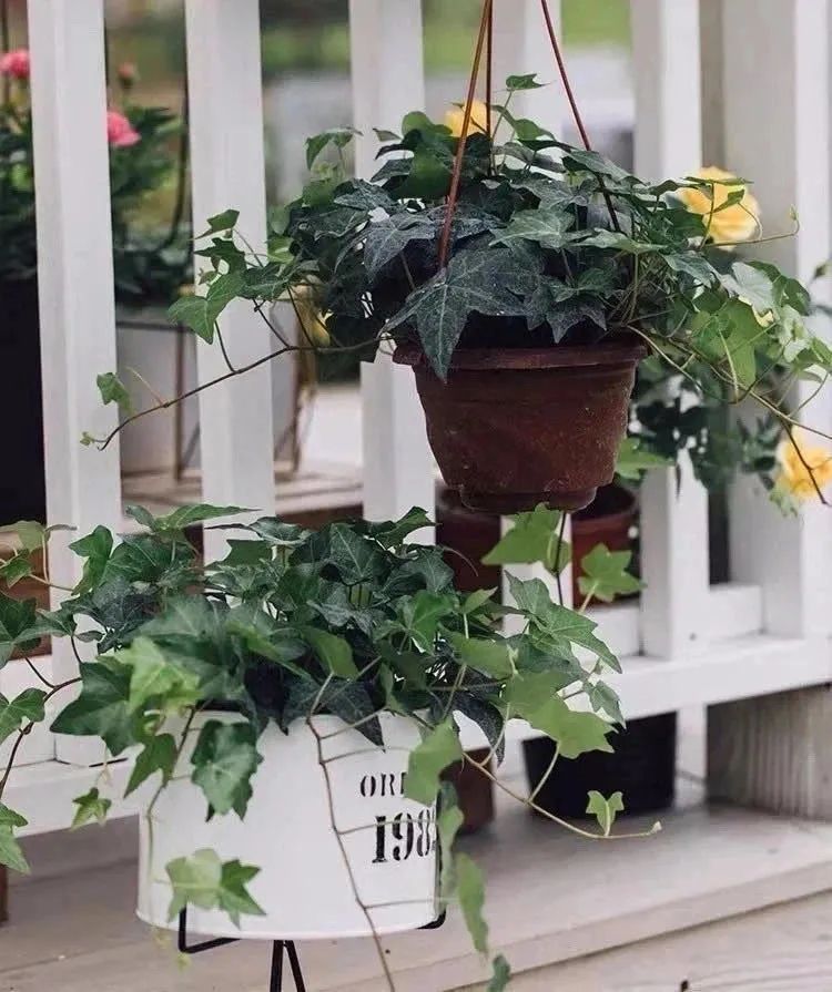 常春藤哪种适合盆栽好看,室内常春藤的养殖方法和注意事项