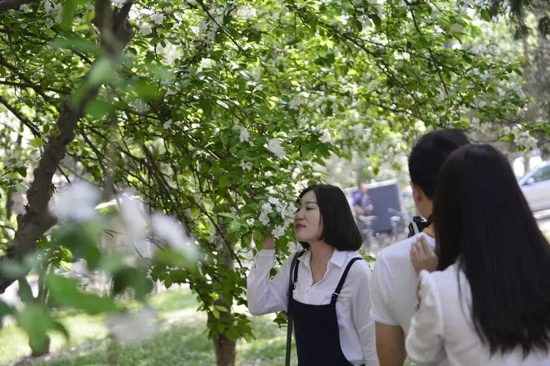 天津除了桃花堤哪里还有桃花,天津看桃花的北运河桃花堤
