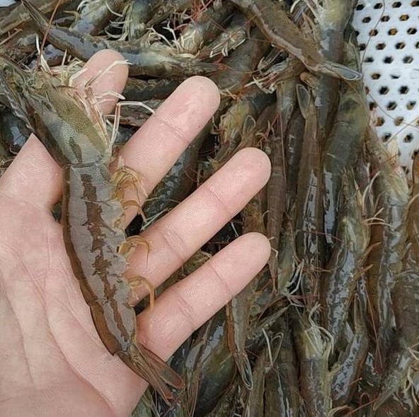 活虾冷冻保存最好的方法,活虾冷冻保存最简单方法