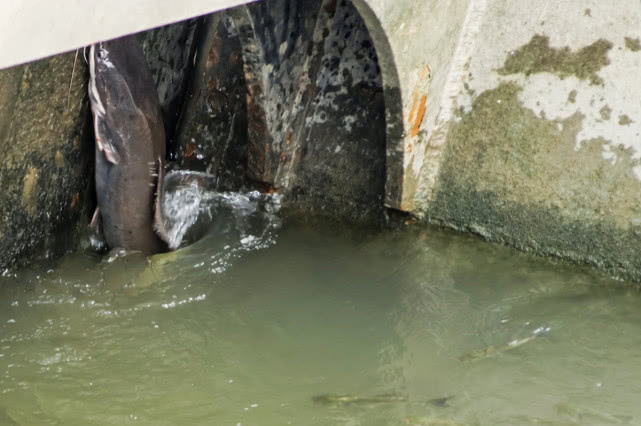 在南方地区埃及塘鲺的养殖方式令人不适,这样的鱼能吃吗?