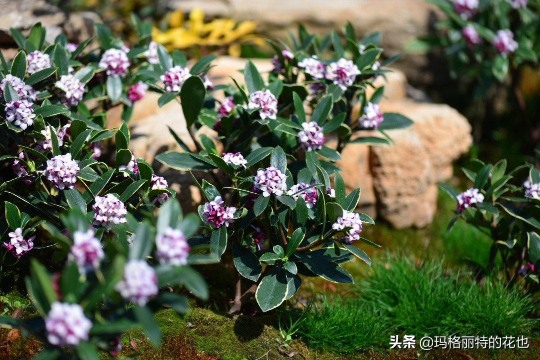 花园里四季常青的树,花园里四季都绿的植物