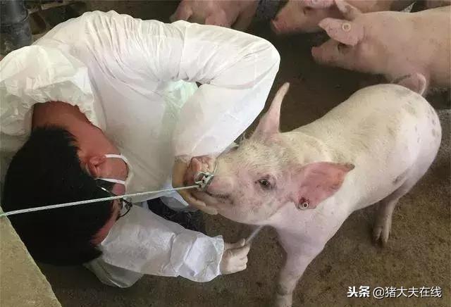 猪气喘病症状及治疗方法中药,秋冬季节猪喘气病的治疗