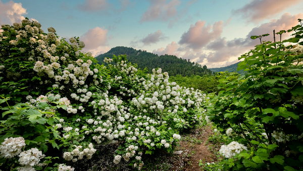 携程民宿和途家民宿哪个好,木鸟民宿和途家民宿哪个好