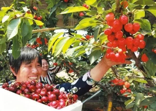 西安周边现在哪的樱桃成熟,西安摘樱桃好去处有哪些