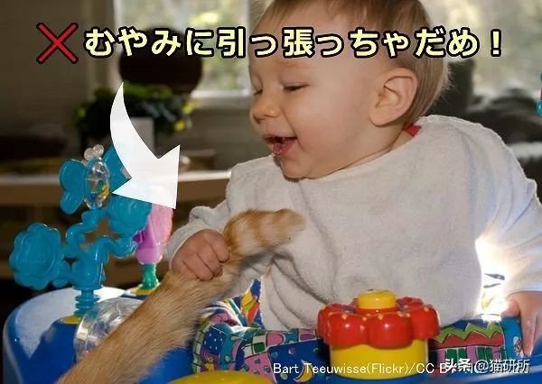 如何整治猫咪乱拉屎,怎么解决猫咪乱拉大小便