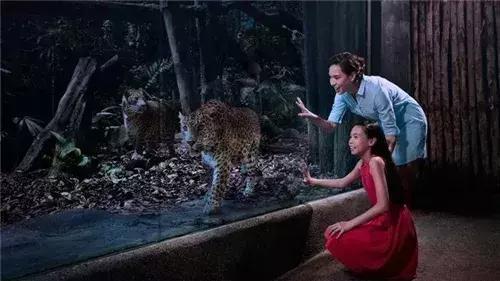 新加坡动物园免费攻略,新加坡夜间动物园游玩攻略