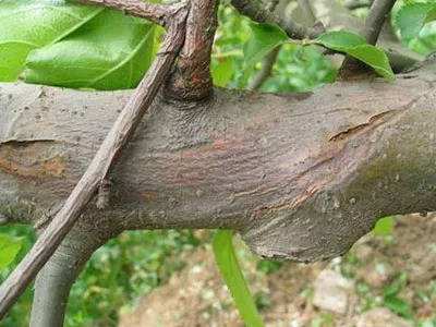 苹果树树干有粘液是什么病,苹果树树干里生虫怎样治疗