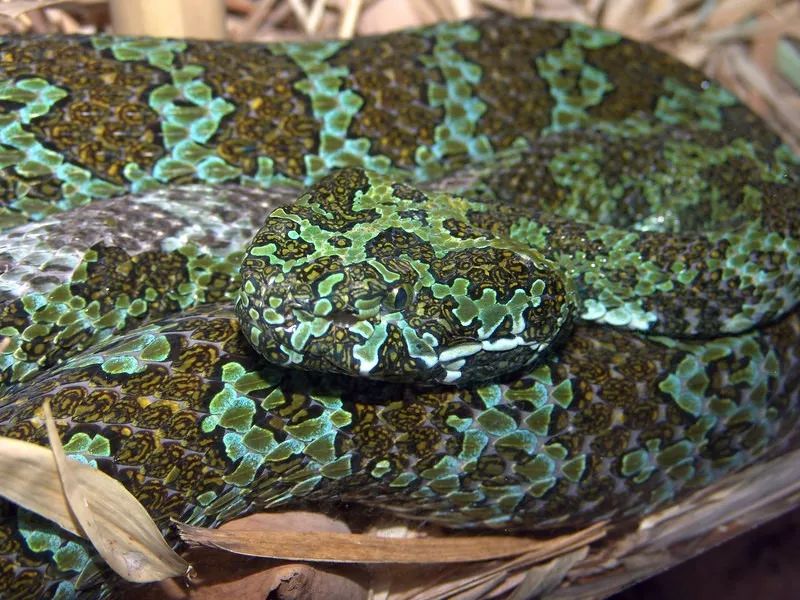 陆栖毒蛇毒性排行,毒蛇毒性分类