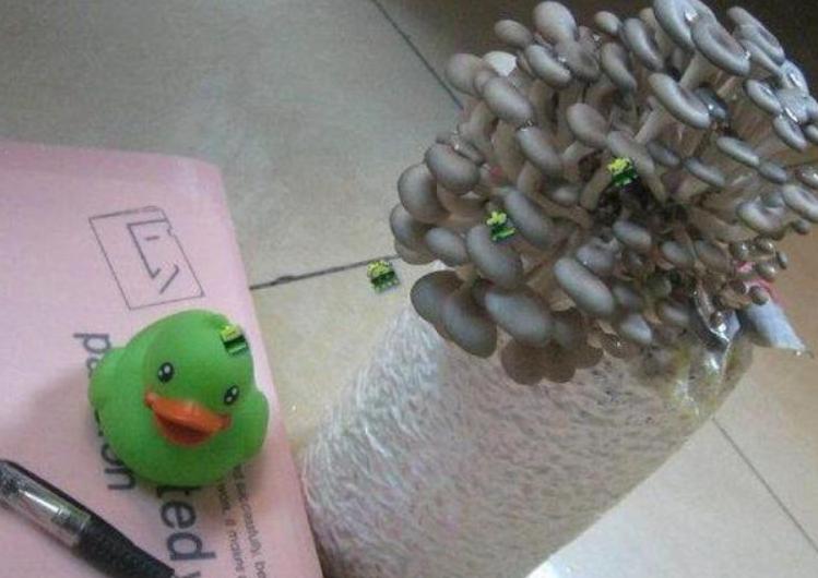 教你种植蘑菇,家庭蘑菇种植方法和步骤