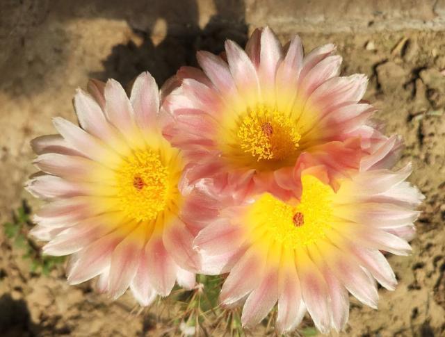 仙人球烂根怎么上盆,仙人球烂根的土可以种吗