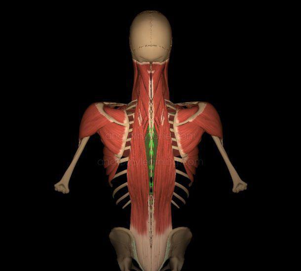 如何练成罗尼.库尔曼那样的蝙蝠背？