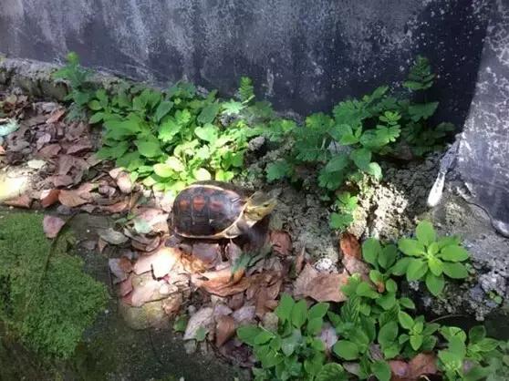 黄缘乌龟宠物,黄缘龟喜欢的植物