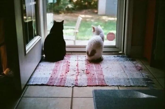 猫咪意外受到重伤怎么治疗,猫咪突发疾病怎么急救