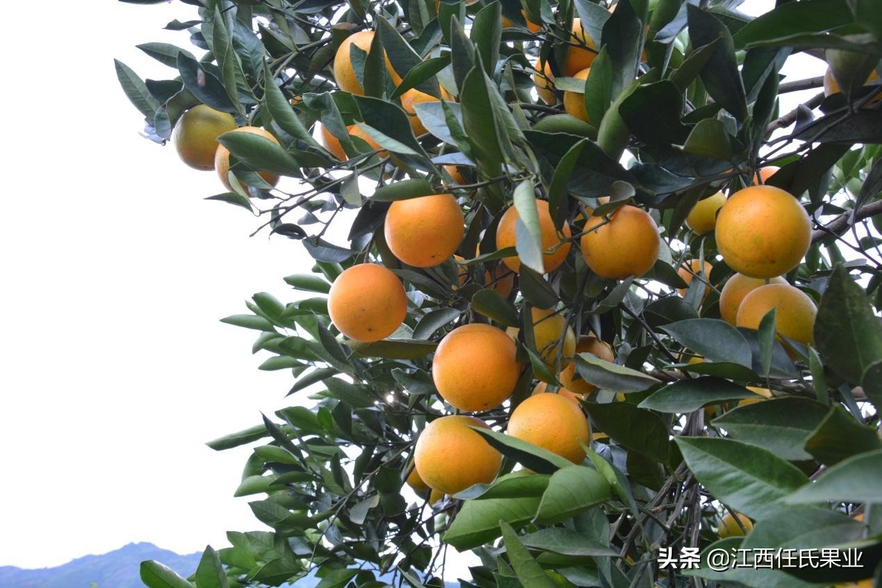 哪个品种的橙最好吃,国内橙子品质排行榜