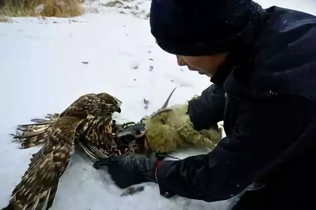 *疆新**阿合奇县：相守4000年的约定，委屈了自己，也不能饿着鹰