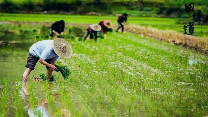 高效氟吡甲禾灵除草剂防治什么草,防治葎草的除草剂