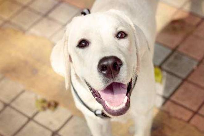 养哪种狗狗最简单又聪明听话,养到一只听话的狗狗真的不容易