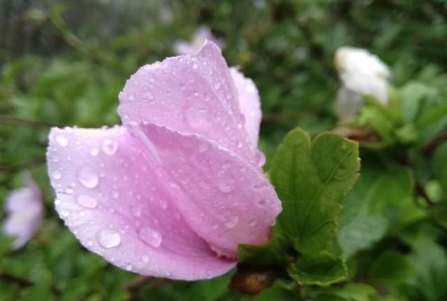 韩国的国花是什么花木槿花,木槿花是哪一国的国花