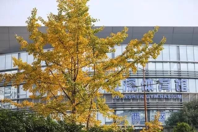 上海银杏叶打卡的地方,上海周边哪里有银杏叶