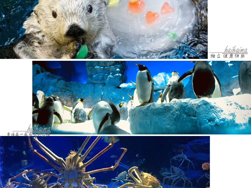 日本儿童海洋世界游玩攻略,海底世界亲子游推荐