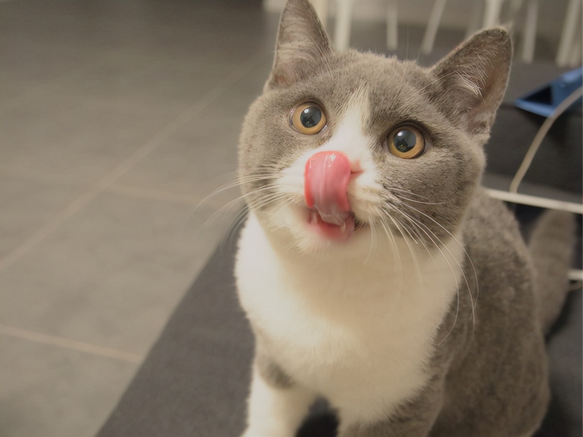 英短猫大便有血是怎么回事,美短猫便便稀怎么办