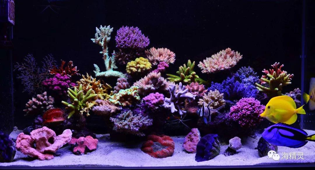 为什么一定要爆藻,为什么国人对鱼情有独钟