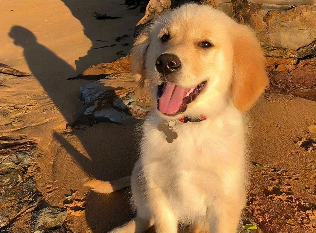 狗狗最初是白毛现在变黄怎么回事,刚一个月的狗狗毛是白黄的正常吗