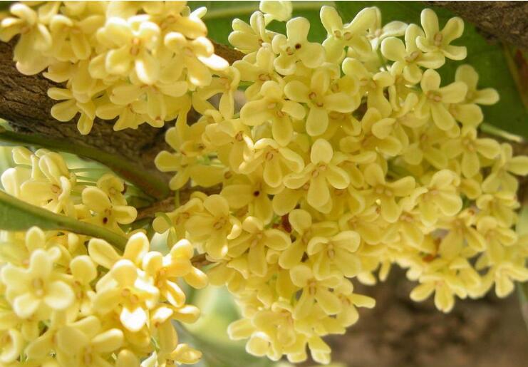 能够散发香味的植物提取物,盆栽香花推荐