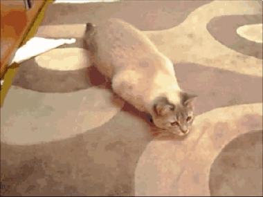 春天来了，家里的动物开始了兴奋，被困在家中的你该如何帮助它呢