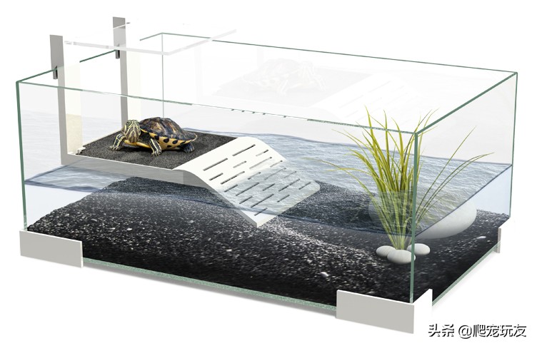 龟吃了石子都会排出来吗,幼龟吃石子怎么办