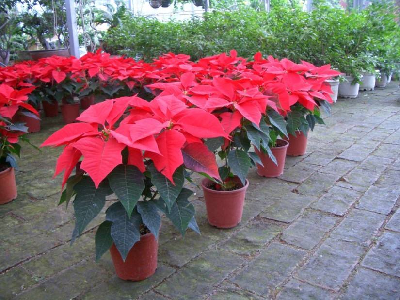 绿萝真的有毒吗有科学依据吗,绿萝养到家里真的有毒吗