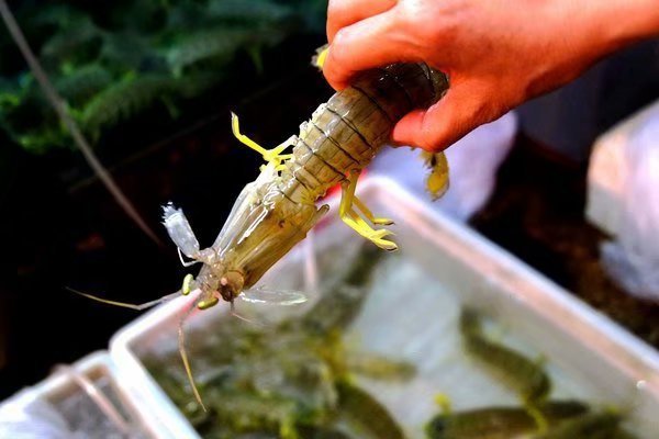 三亚海景旅行攻略,三亚椰风海岸美食攻略