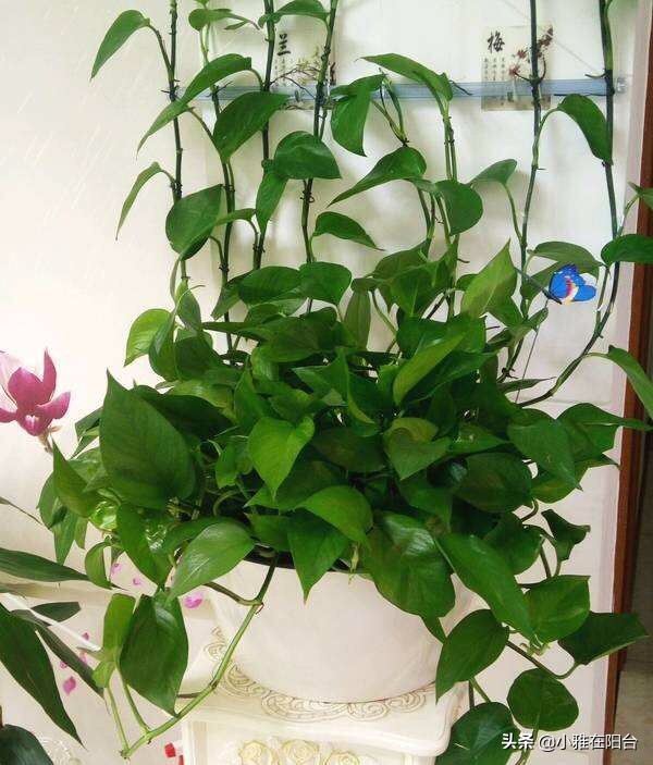 绿萝冬天冻死了明年又发芽,绿萝受冻可以缓过来