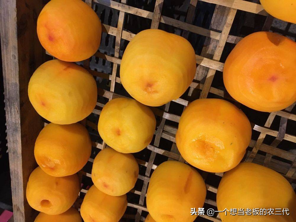 传统晾晒柿饼和烘干柿饼,晒柿饼的正确方法