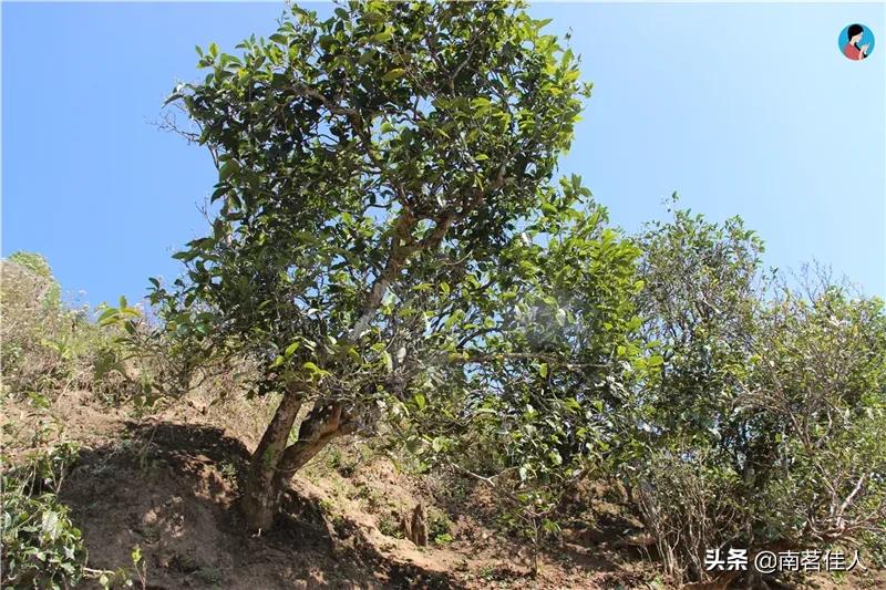 被神话了的冰岛茶,冰岛茶的真实实力