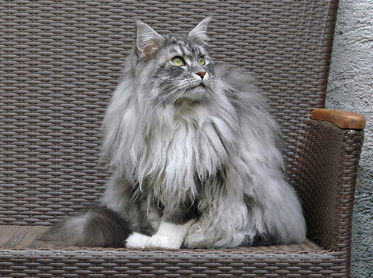 缅因猫到底有多可怕啊,缅因猫为什么不建议养