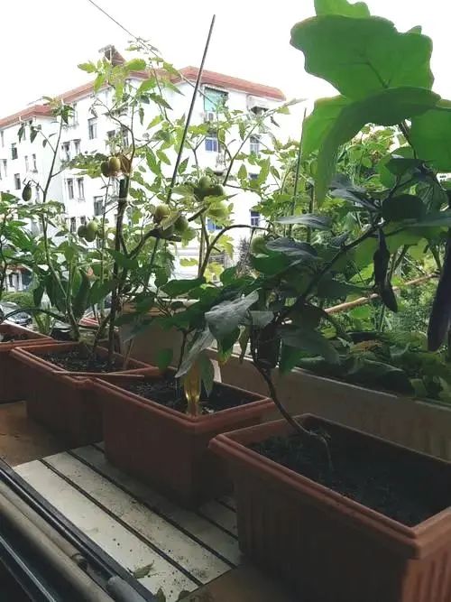 茄子最常见的病虫图片,茄子虫害最佳治疗方法