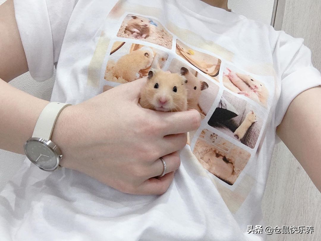 仓鼠12点在笼子里疯狂跑来跑去,仓鼠晚上太安静主人很担心怎么办