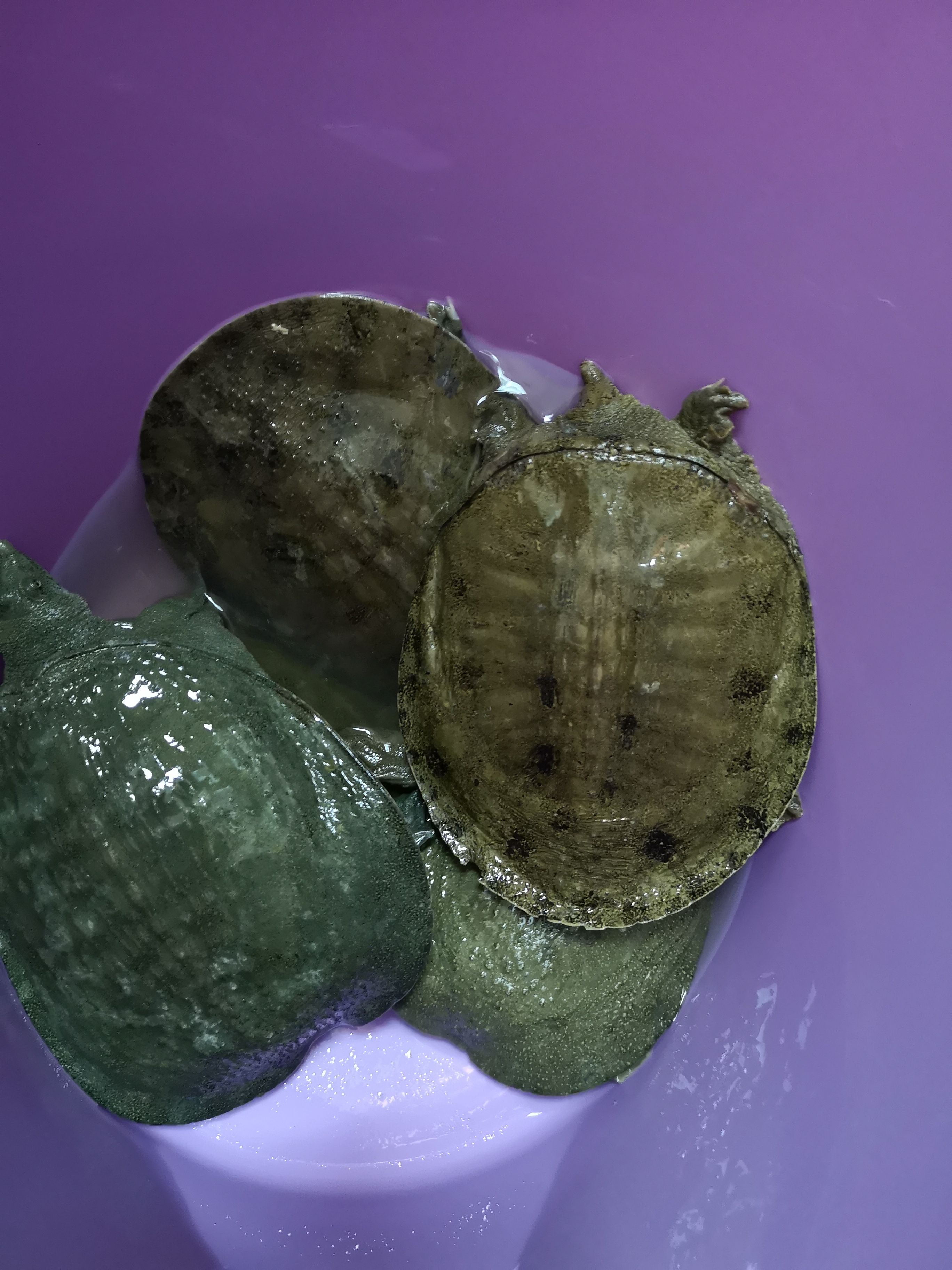 野钓淡水鱼最好吃的鱼种,钓鱼人钓的鱼都是哪几种鱼