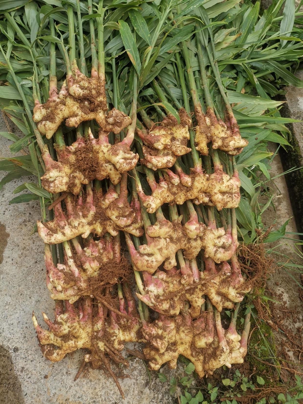 生姜发芽了拿去种,生姜种在树叶下