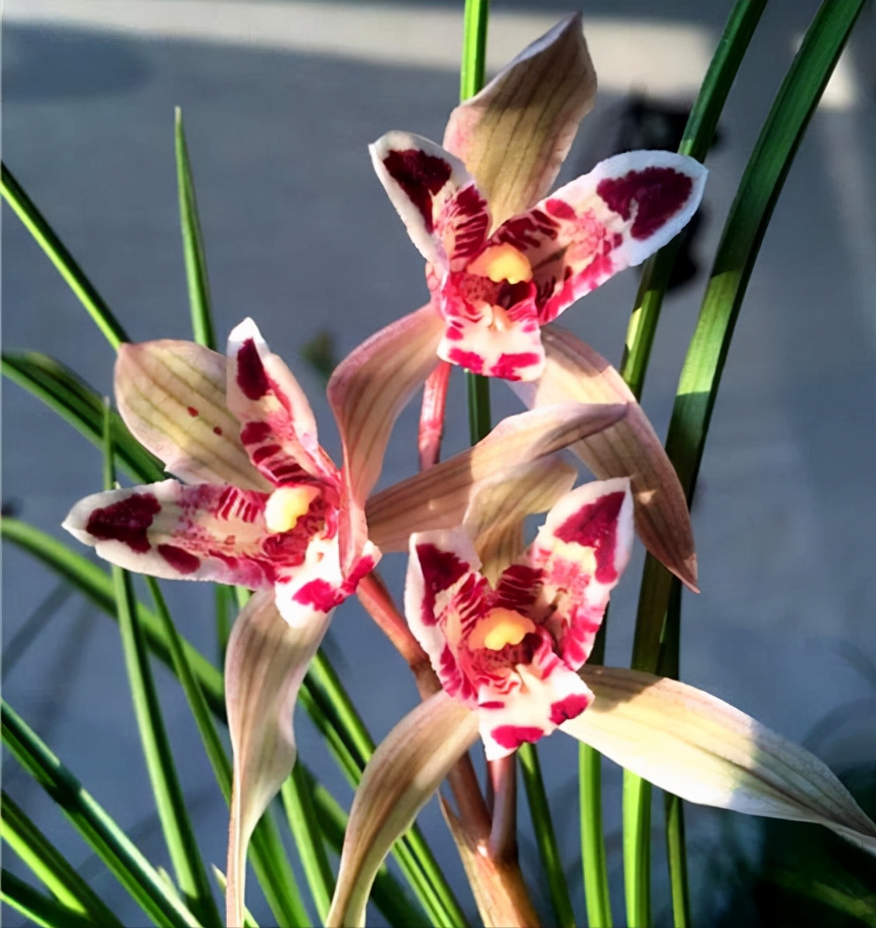 当下比较值钱的兰花有哪几个品种,有价值的兰花品种排名前十